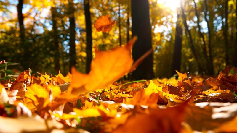 Fallen Leaves in Forest — Orange, Serene, Autumn