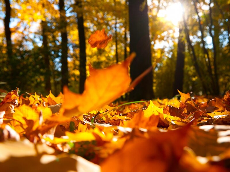Fallen Leaves in Forest — Orange, Serene