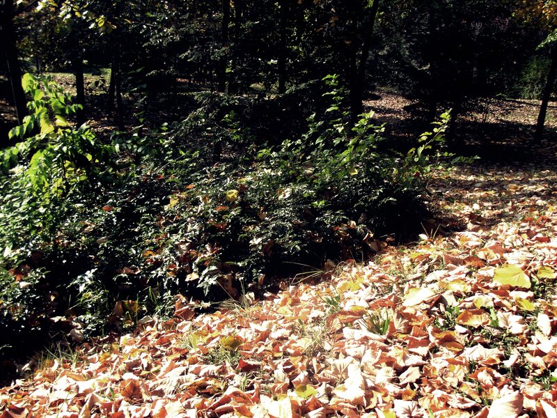 Fallen Leaves in Forest