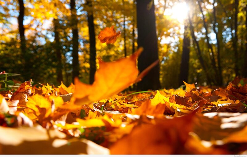 Fallen Leaves in Forest — Yellow, Serene