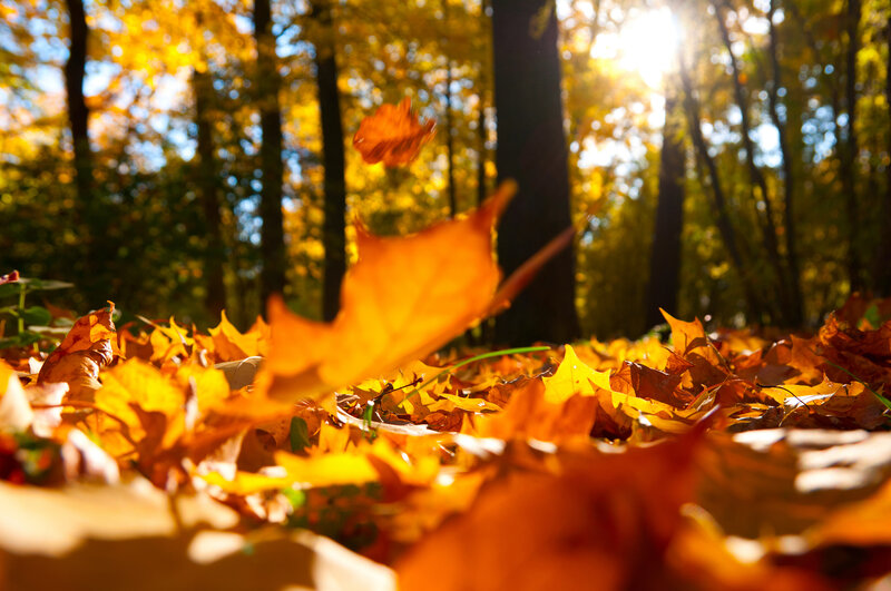 Fallen Leaves in Forest — Yellow