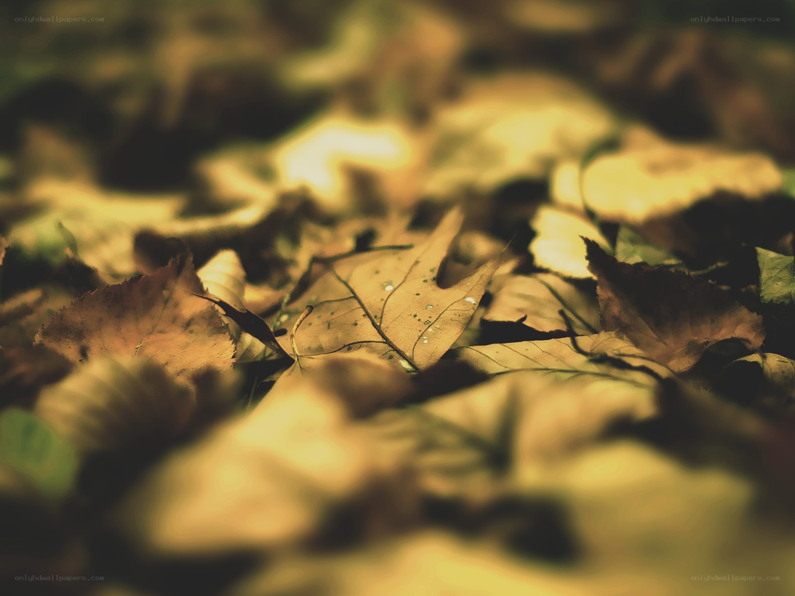 fallen leaves in golden light