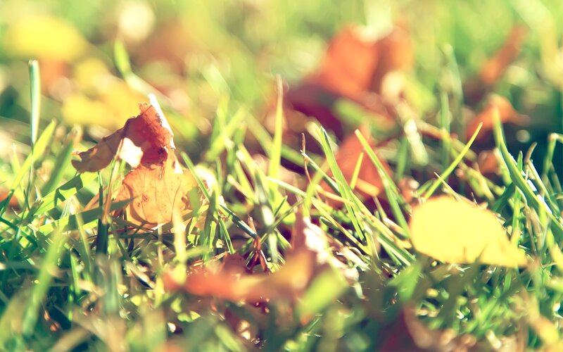 Fallen Leaves in Grass — Green
