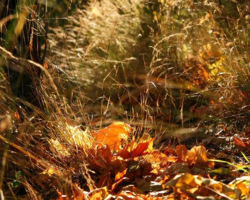 Fallen Leaves in Grass