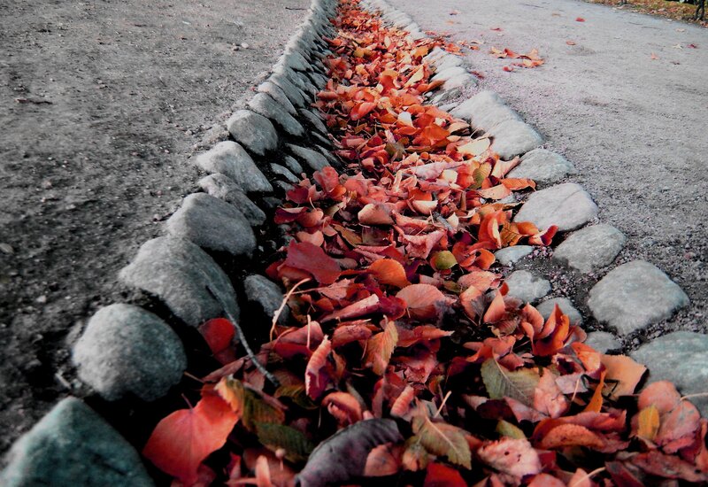 Fallen Leaves in Gutter