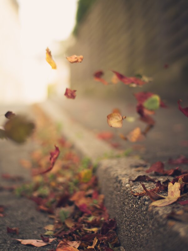 Fallen Leaves in Motion