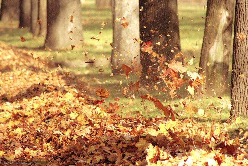 Fallen Leaves in Park — Brown, Calm