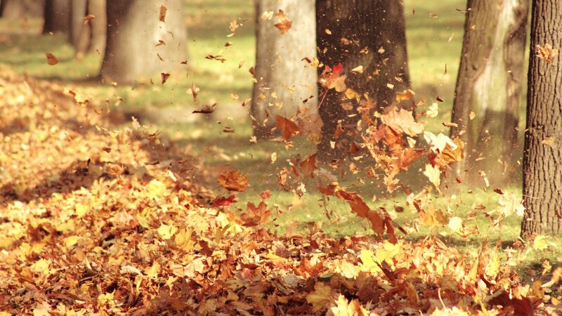 Fallen Leaves in Park — Brown