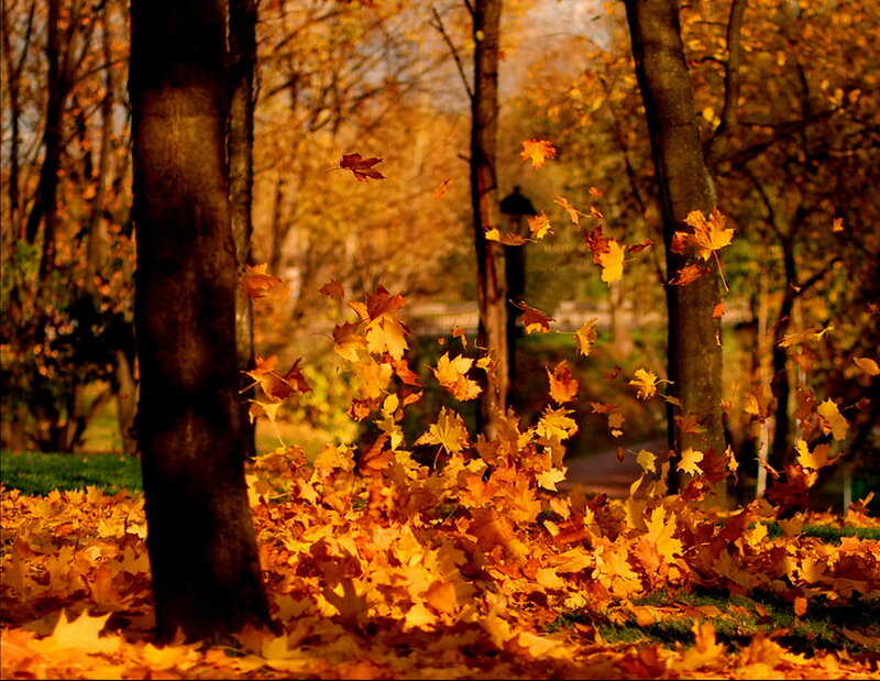 Fallen Leaves in Park — Orange
