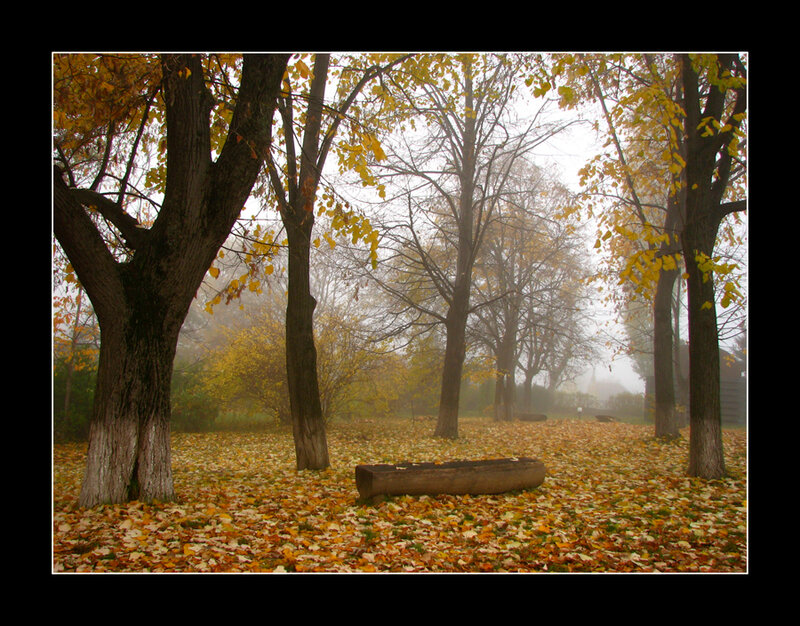 Fallen Leaves in Park