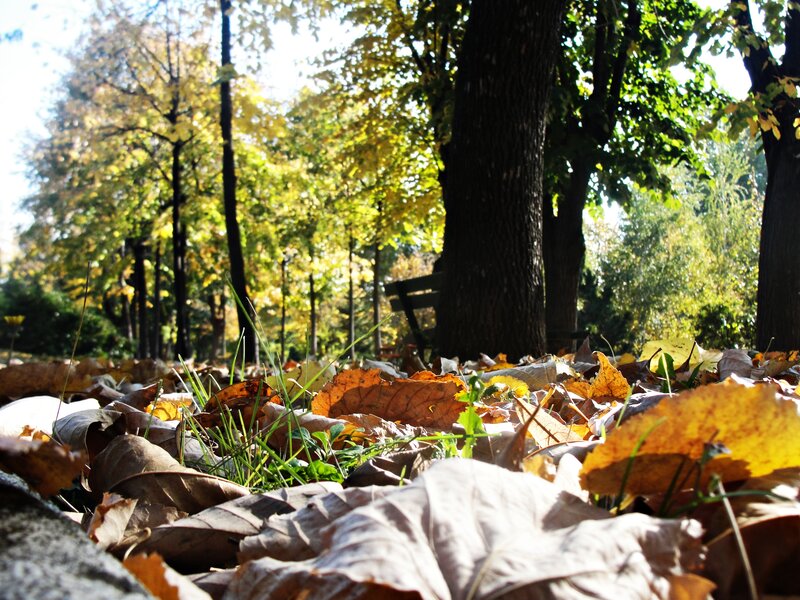 Fallen Leaves in Park — Yellow