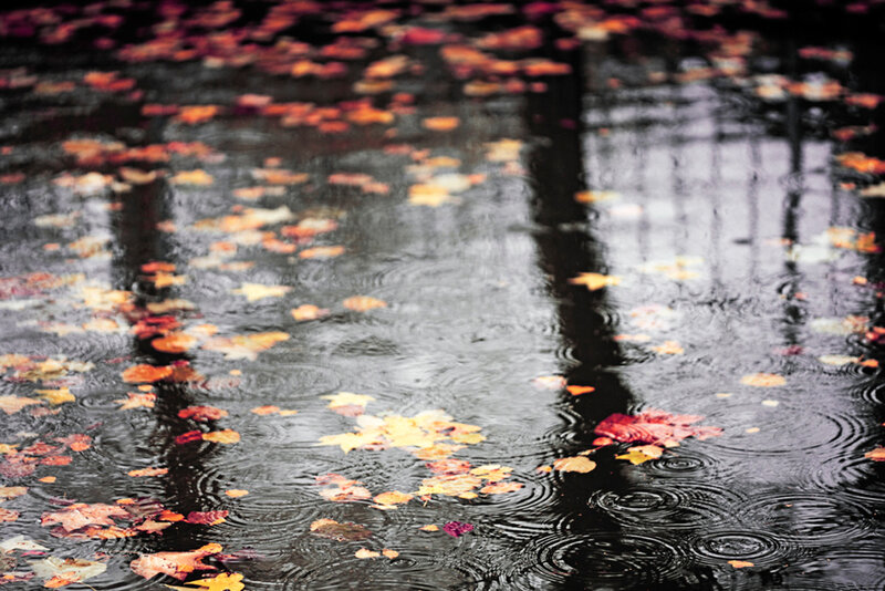 Fallen Leaves in Puddle — Black