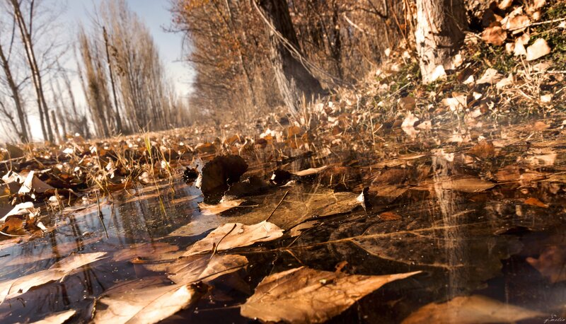 Fallen Leaves in Puddle — Brown