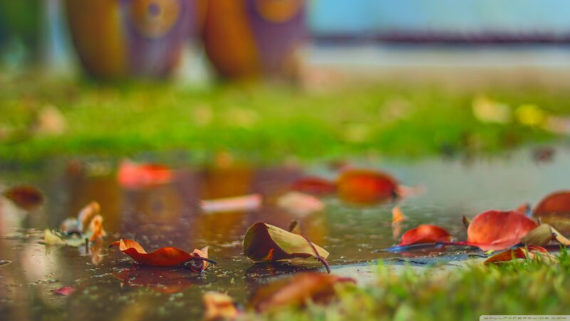 Fallen Leaves in Puddle — Green