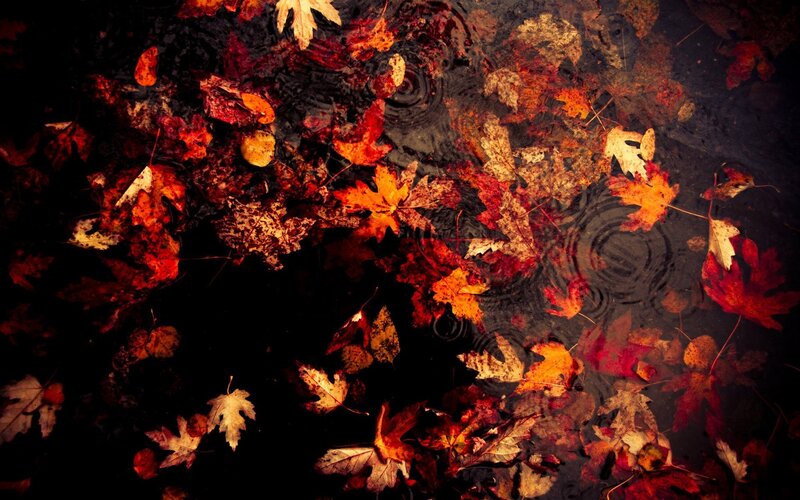 Fallen Leaves in Puddle — Red, Dramatic