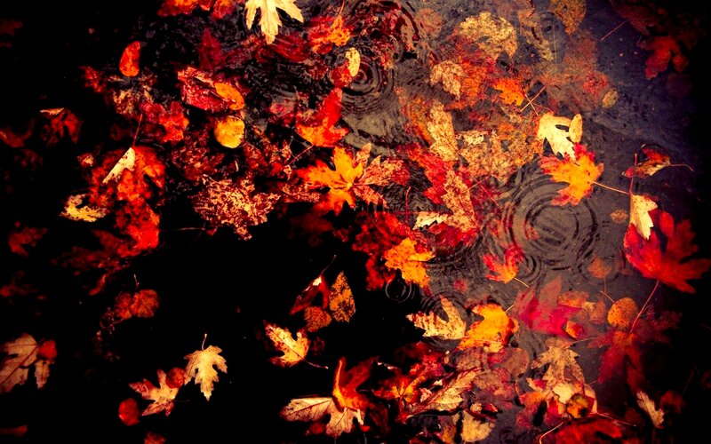 Fallen Leaves in Puddle — Red