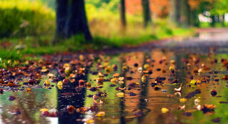 Fallen Leaves in Puddle