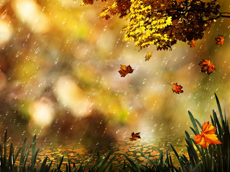 Fallen Leaves in Rain