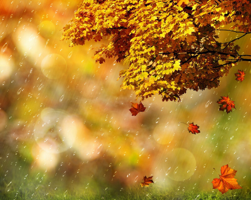 Fallen Leaves in Rain — Yellow