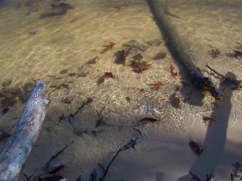 Fallen Leaves in Shallow Water