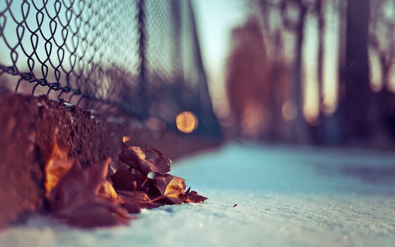 Fallen Leaves in Snow — Brown, Calm