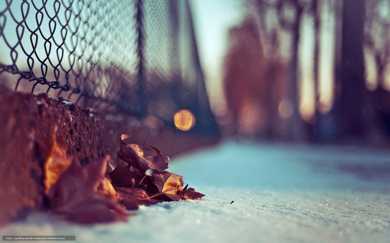 Fallen Leaves in Snow — Brown, Calm, Winter