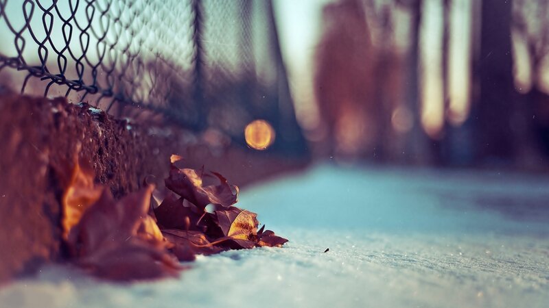 Fallen Leaves in Snow — Brown