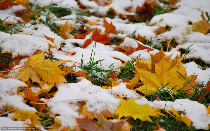 Fallen Leaves in Snow — Yellow, Calm