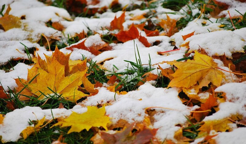 Fallen Leaves in Snow — Yellow