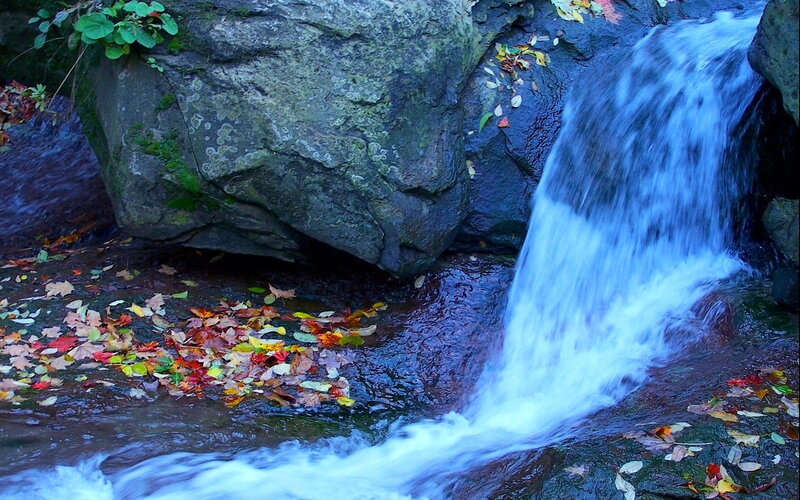 Fallen Leaves in Stream — Blue