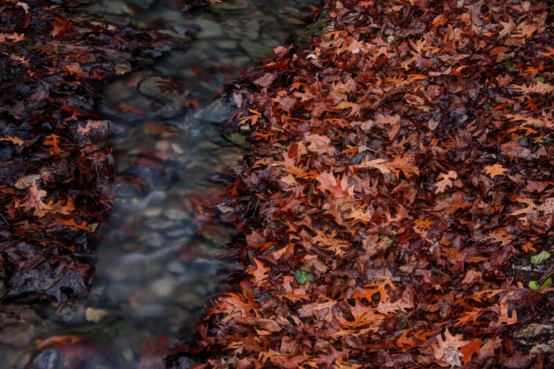 Fallen Leaves in Stream — Brown