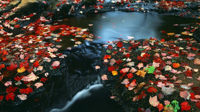 Fallen Leaves in Stream — Red, Serene