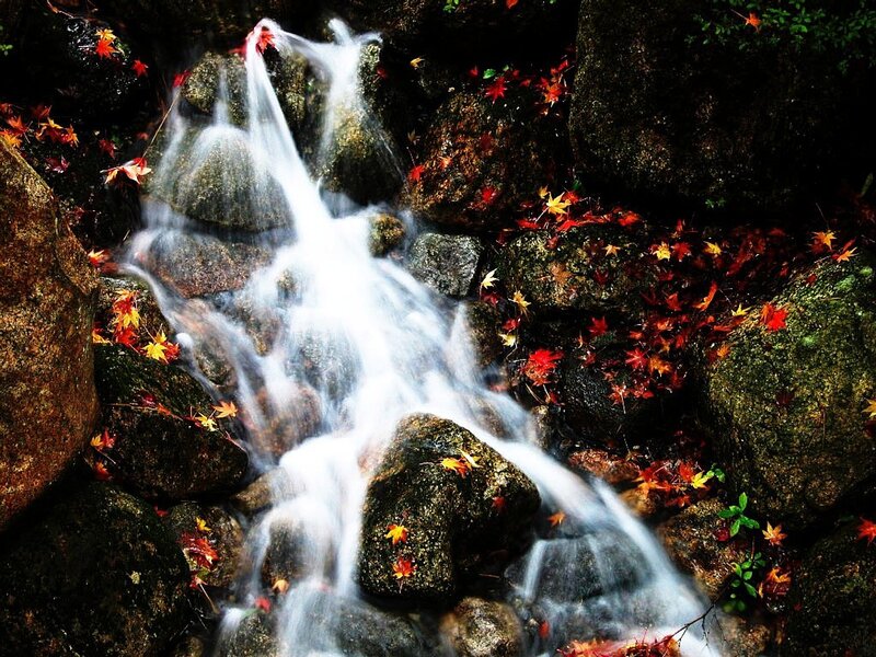 Fallen Leaves in Stream — Red