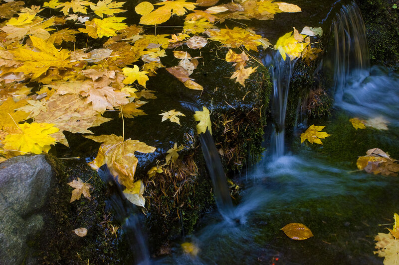 Fallen Leaves in Stream — Yellow