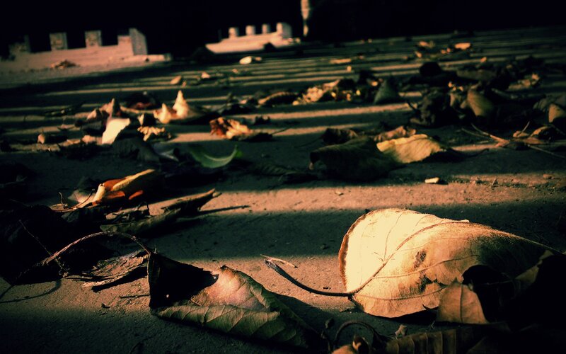 fallen leaves in sunlight