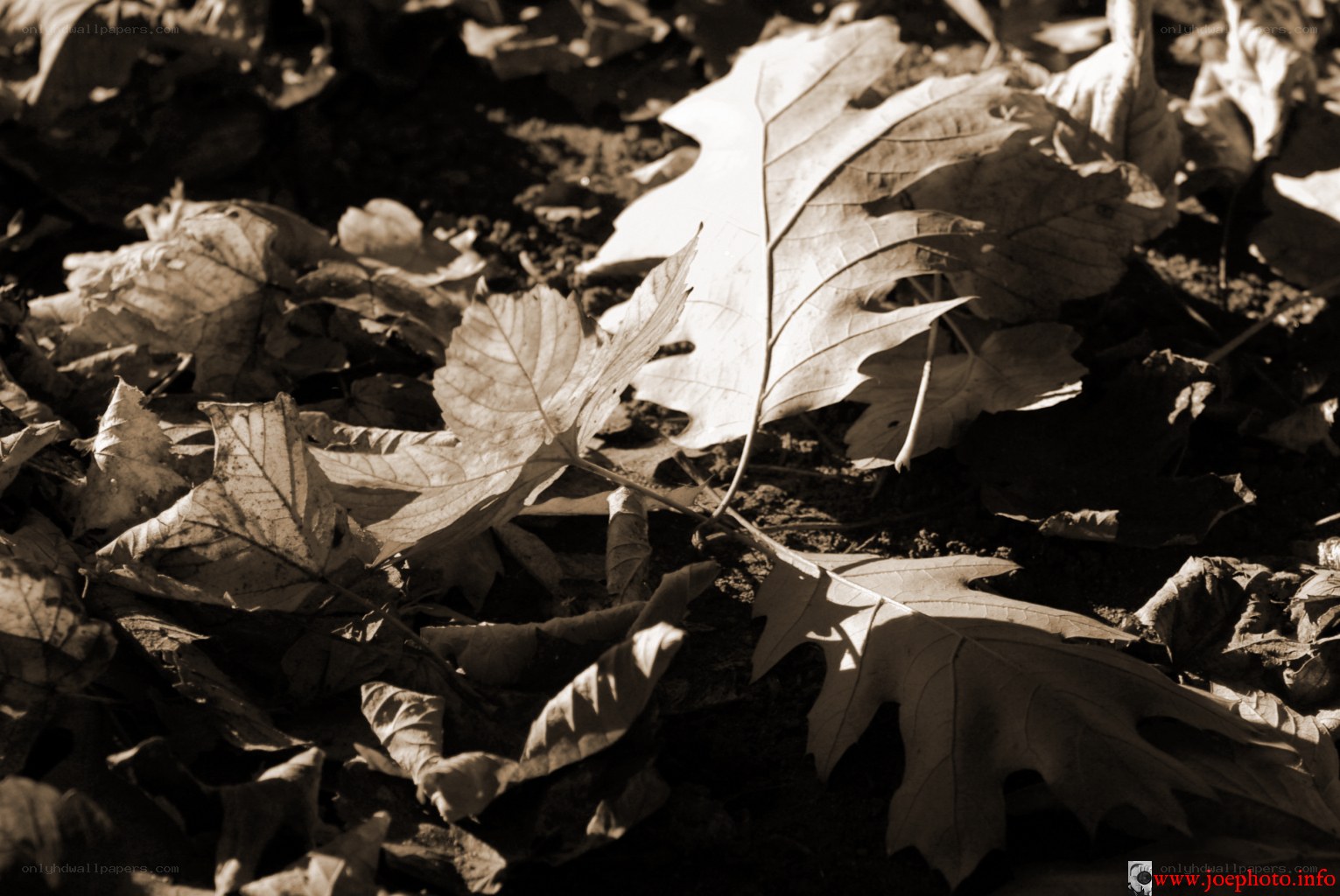 fallen leaves in sunlight