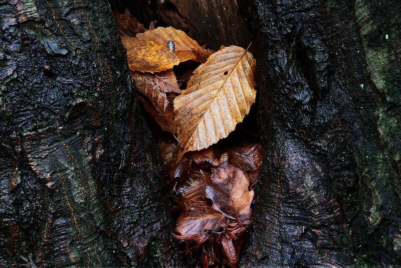 Fallen Leaves in Tree Bark
