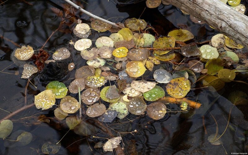 Fallen Leaves in Water — Brown, Calm, Autumn, Photograph