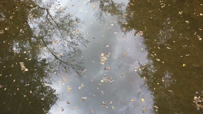 Fallen Leaves in Water — Brown, Calm, Autumn