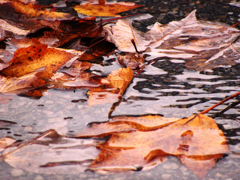 Fallen Leaves in Water — Brown, Calm