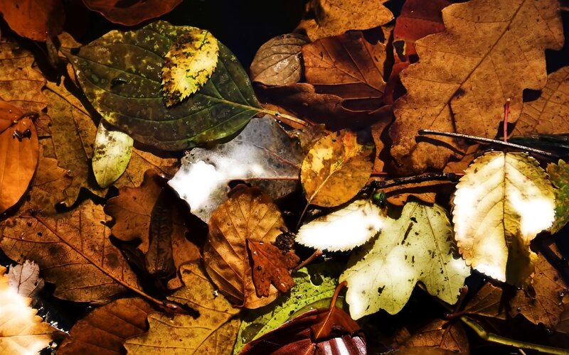 Fallen Leaves in Water — Brown, Dramatic