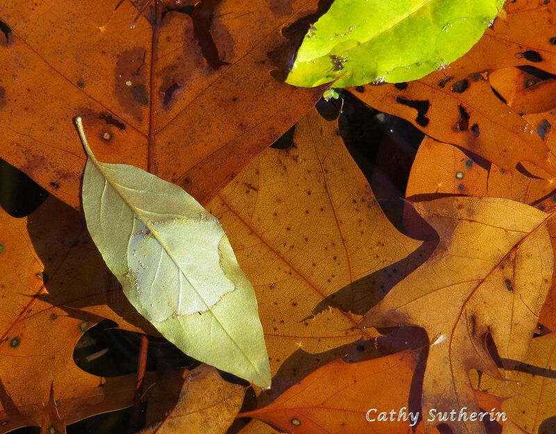 Fallen Leaves in Water — Brown, Serene