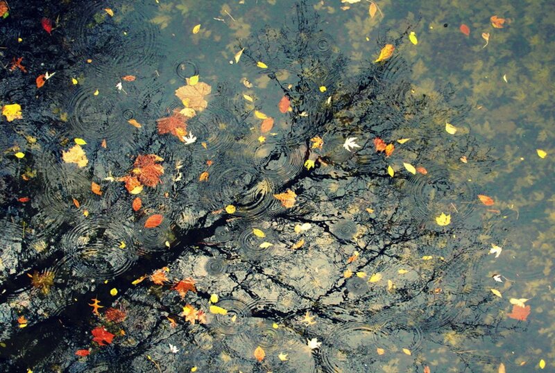 Fallen Leaves in Water — Brown