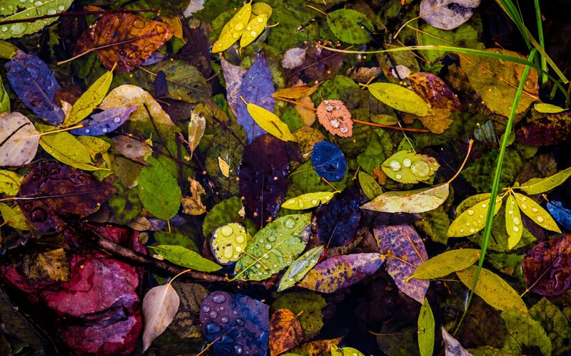 Fallen Leaves in Water — Green