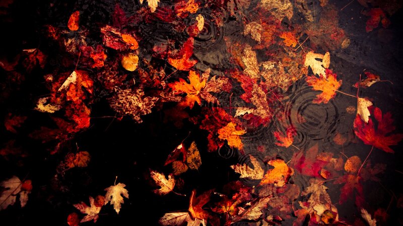 Fallen Leaves in Water — Red