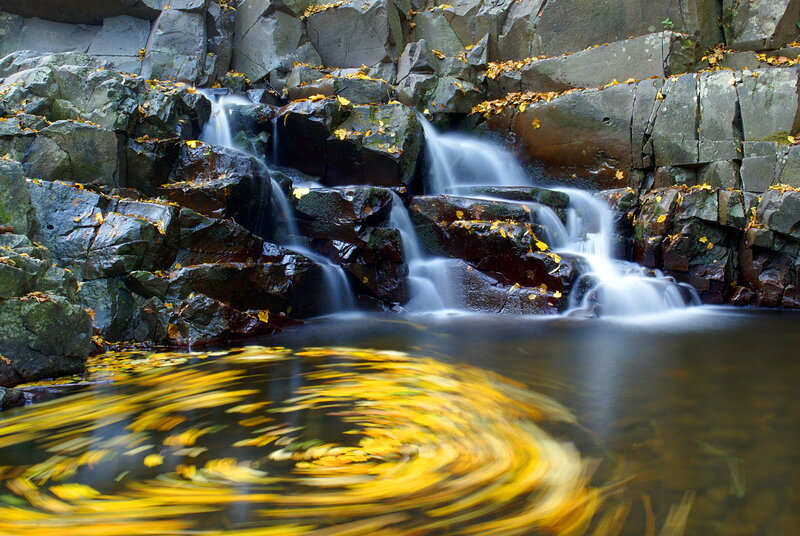 Fallen Leaves in Water — Yellow, Serene