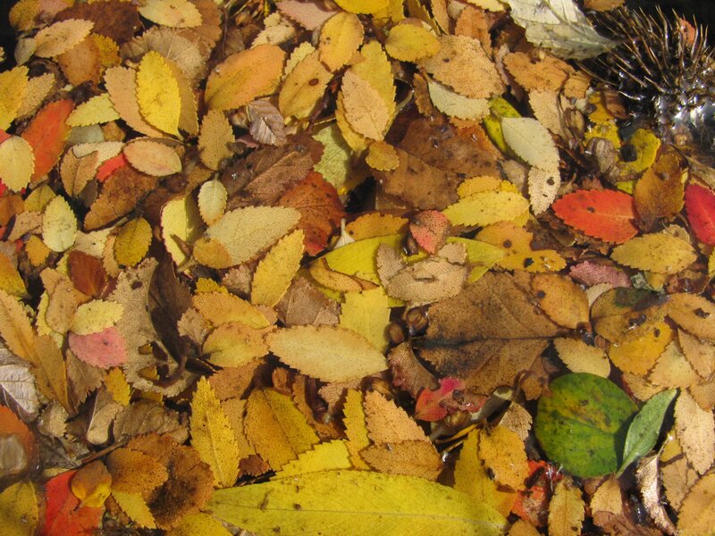 Fallen Leaves in Water — Yellow