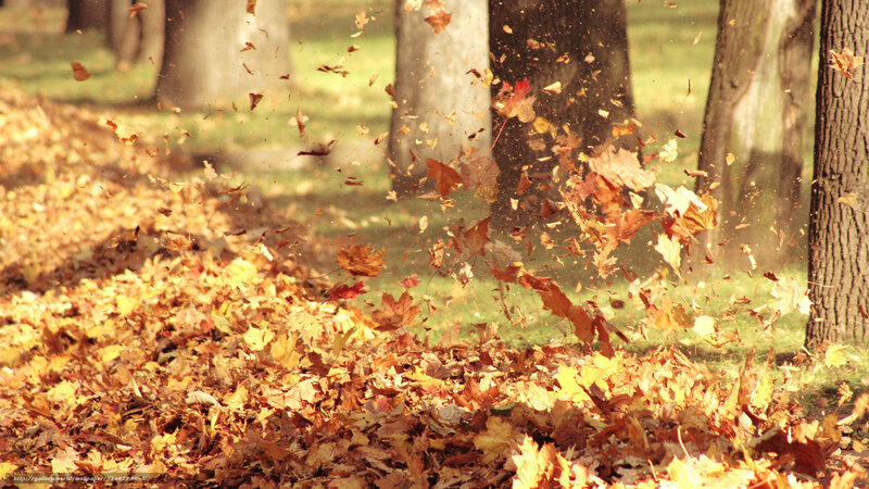 Fallen Leaves in Wind