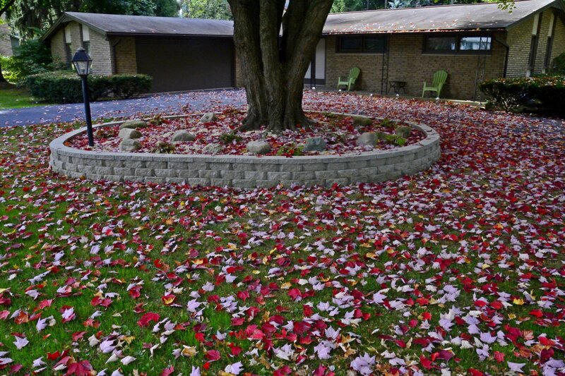 Fallen Leaves in Yard