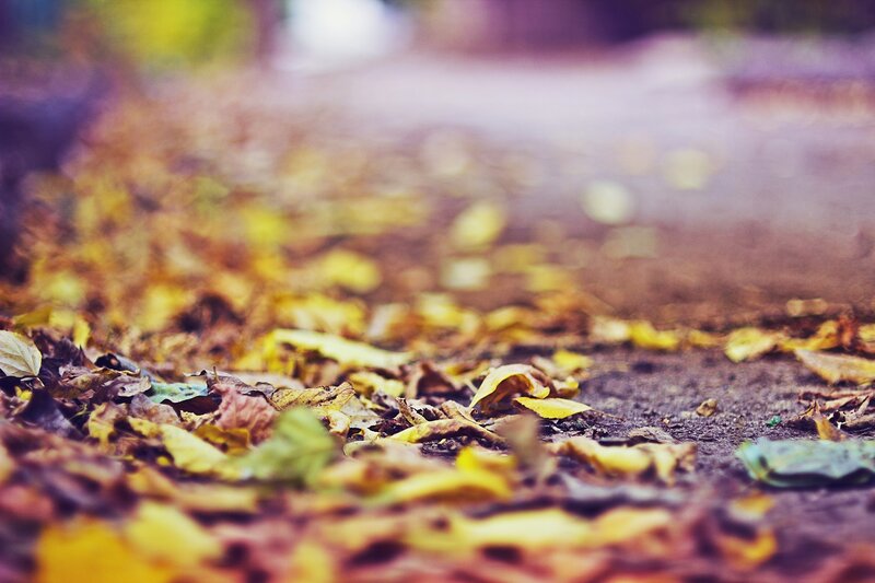 fallen leaves on a path